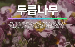 🌟두릅나무: 두릅나뭇과의 낙엽 활엽 관목. 높이는 5미터 정도이고 줄기에 가시가 있으며, 잎은 어긋나고 우... - 표준국어대사전