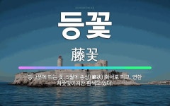 🌟등꽃: 등나무에 피는 꽃. 5월에 총상(總狀) 화서로 피고, 연한 자줏빛이지만 흰색도 있다. - 표준국어대사전