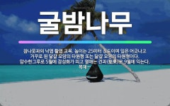 🌟굴밤나무: 참나뭇과의 낙엽 활엽 교목. 높이는 25미터 정도이며 잎은 어긋나고 거꾸로 된 달걀 모양의 타... - 표준국어대사전