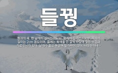 새길이앤디 | 🌟들꿩: 꿩과의 새. 편 날개의 길이는 16cm, 꽁지의 길이는 13cm, 부리의 길이는 2cm 정도이며,... - 표준국어대사전