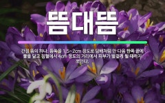 🌟뜸대뜸: 간접 뜸의 하나. 뜸쑥을 1.5~2cm 정도로 담배처럼 만 다음 한쪽 끝에 불을 달고 침혈에서 ... - 표준국어대사전