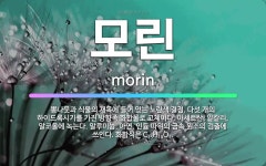 🌟모린: 뽕나뭇과 식물의 재목에 들어 있는 노란색 결정. 다섯 개의 하이드록시기를 가진 방향족 화합물로 고... - 표준국어대사전