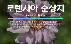 🌟로렌시아 순상지: 캐나다 동부 허드슨만을 둘러싼 ‘U’ 자 모양의 대지(臺地). 선캄브리아대의 화성암ㆍ수... - 표준국어대사전