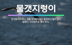 🌟물갯지렁이: 갯지렁이의 하나. 보통 갯지렁이보다 물컹하고 발이 많이 달렸다. 낚싯밥으로 많이 쓴다. - 표준국어대사전