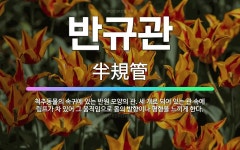 🌟반규관: 척추동물의 속귀에 있는 반원 모양의 관. 세 개로 되어 있는 관 속에 림프가 차 있어 그 움직임... - 표준국어대사전