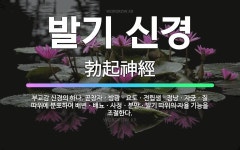🌟발기 신경: 부교감 신경의 하나. 곧창자ㆍ방광ㆍ요도ㆍ전립샘ㆍ정낭ㆍ자궁ㆍ질 따위에 분포하여 배변ㆍ배뇨ㆍ사정... - 표준국어대사전