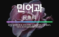 🌟민어과: 조기강 농어목의 한 과. 우리나라에는 눈강달이, 민어, 민태, 참조기, 수조기, 보구치 따위의 ... - 표준국어대사전