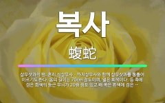 🌟복사: 살무삿과의 뱀. 흔히 쇠살무사ㆍ까치살무사와 함께 살무삿과를 통틀어 이르기도 한다. 몸의 길이는 7... - 표준국어대사전