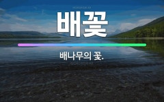 🌟배꽃: 배나무의 꽃. - 표준국어대사전
