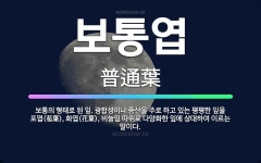 🌟보통엽: 보통의 형태로 된 잎. 광합성이나 증산을 주로 하고 있는 평평한 잎을 포엽(苞葉), 화엽(花葉)... - 표준국어대사전