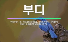 🌟부디: ‘바라건대’, ‘꼭’, ‘아무쪼록’의 뜻으로, 남에게 청하거나 부탁할 때 바라는 마음이 간절함을 ... - 표준국어대사전