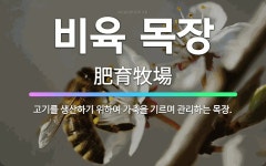 🌟비육 목장: 고기를 생산하기 위하여 가축을 기르며 관리하는 목장. - 표준국어대사전