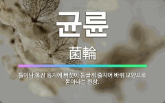 🌟균륜: 들이나 목장 등지에 버섯이 둥글게 줄지어 바퀴 모양으로 돋아나는 현상. - 표준국어대사전