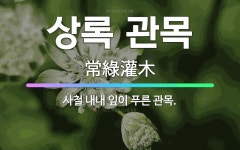 🌟상록 관목: 사철 내내 잎이 푸른 관목. - 표준국어대사전