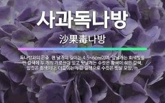 🌟사과독나방: 독나방과의 곤충. 편 날개의 길이는 4.5~6cm이며, 앞날개는 회색빛을 띤 갈색에 두 개의... - 표준국어대사전