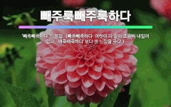 🌟빼주룩빼주룩하다: ‘빼죽빼죽하다’의 본말. (빼죽빼죽하다: 여럿이 다 끝이 조금씩 내밀려 있다. ‘배죽배... - 표준국어대사전