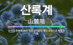 🌟산록계: 산지의 주변에 여러 개의 산기슭이 계단 모양으로 배열된 지형. - 표준국어대사전