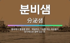 🌟분비샘: 몸속에서 물질을 분비ㆍ배설하는 기능을 하는 세포들이 유기적으로 얽혀 있는 것. - 표준국어대사전