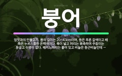 🌟붕어: 잉엇과의 민물고기. 몸의 길이는 20~43cm이며, 등은 푸른 갈색이고 배 쪽은 누르스름한 은백색... - 표준국어대사전