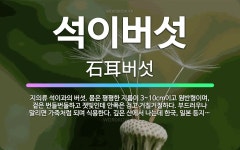 🌟석이버섯: 지의류 석이과의 버섯. 몸은 평평한 지름이 3~10cm이고 원반형이며, 겉은 번들번들하고 잿빛... - 표준국어대사전