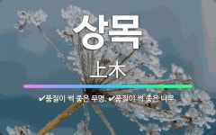 🌟상목: 품질이 썩 좋은 무명., 품질이 썩 좋은 나무. - 표준국어대사전