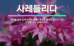 🌟사레들리다: 음식을 잘못 삼켜서 기관(氣管) 쪽으로 들어가 갑자기 기침 따위를 하는 상태가 되다. - 표준국어대사전