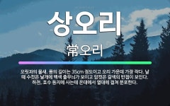 🌟상오리: 오릿과의 물새. 몸의 길이는 35cm 정도이고 오리 가운데 가장 작다. 날 때 수컷은 날개에 백... - 표준국어대사전