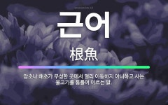 🌟근어: 암초나 해초가 무성한 곳에서 멀리 이동하지 아니하고 사는 물고기를 통틀어 이르는 말. - 표준국어대사전