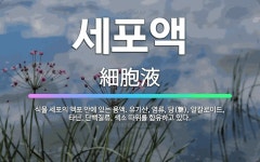🌟세포액: 식물 세포의 액포 안에 있는 용액. 유기산, 염류, 당(糖), 알칼로이드, 타닌, 단백질류, 색... - 표준국어대사전