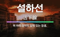 🌟설하선: 혀 아래 점막의 밑에 있는 침샘. - 표준국어대사전