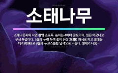 🌟소태나무: 소태나뭇과의 낙엽 활엽 소교목. 높이는 4미터 정도이며, 잎은 어긋나고 우상 복엽이다. 6월에... - 표준국어대사전