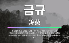 🌟금규: 아욱과의 두해살이풀. 높이는 60~90cm이며, 잎은 어긋나고 가장자리가 얇게 갈라진다. 초여름부... - 표준국어대사전