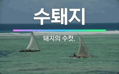 🌟수퇘지: 돼지의 수컷. - 표준국어대사전