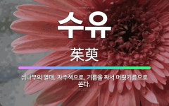 🌟수유: 쉬나무의 열매. 자주색으로, 기름을 짜서 머릿기름으로 쓴다. - 표준국어대사전