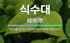 🌟식수대: 가로수를 심으려고 길거리나 광장 따위에 마련한 터전. - 표준국어대사전