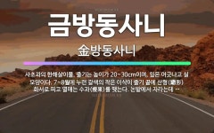 🌟금방동사니: 사초과의 한해살이풀. 줄기는 높이가 20~30cm이며, 잎은 어긋나고 실 모양이다. 7~8월... - 표준국어대사전