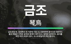 🌟금조: 금조과의 새. 참새목의 새 가운데 가장 크고 화려하며 꽁지깃은 8쌍이다. 몸의 색깔은 수컷은 갈색... - 표준국어대사전