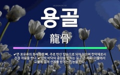 🌟용골: 선박 바닥의 중앙을 받치는 길고 큰 재목. 이물에서 고물에 걸쳐 선체를 받치는 기능을 한다., 큰... - 표준국어대사전