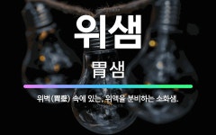 🌟위샘: 위벽(胃壁) 속에 있는, 위액을 분비하는 소화샘. - 표준국어대사전