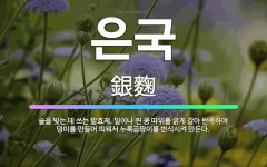 🌟은국: 술을 빚는 데 쓰는 발효제. 밀이나 찐 콩 따위를 굵게 갈아 반죽하여 덩이를 만들어 띄워서 누룩곰... - 표준국어대사전