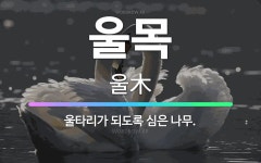 🌟울목: 울타리가 되도록 심은 나무. - 표준국어대사전