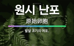 🌟원시 난포: 발달 초기의 여포. - 표준국어대사전