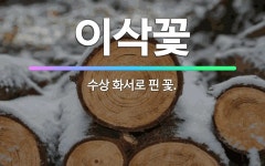 🌟이삭꽃: 수상 화서로 핀 꽃. - 표준국어대사전
