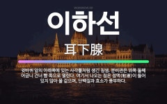 🌟이하선: 귓바퀴 앞의 아래쪽에 있는 사각뿔처럼 생긴 침샘. 분비관은 위쪽 둘째 어금니 건너 뺨 쪽으로 열... - 표준국어대사전