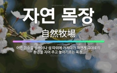 🌟자연 목장: 어떤 짐승을 산속이나 섬 따위에 가져다가 자연계 그대로의 환경을 지어 주고 놓아기르는 목장. - 표준국어대사전