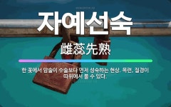 🌟자예선숙: 한 꽃에서 암술이 수술보다 먼저 성숙하는 현상. 목련, 질경이 따위에서 볼 수 있다. - 표준국어대사전