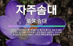 🌟자주솜대: 백합과의 여러해살이풀. 뿌리줄기는 옆으로 뻗으며, 잎은 두 줄로 어긋난다. 6~7월에 자주색 ... - 표준국어대사전