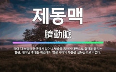 🌟제동맥: 태아 때 속엉덩 동맥에서 일어나 탯줄을 통하여 태반으로 혈액을 옮기는 혈관. 태어난 후에는 배꼽... - 표준국어대사전