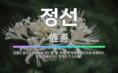 🌟정선: 강원도 정선군 서남부에 있는 읍. 꿀, 버섯, 잣 따위의 생산으로 유명하다. 군청 소재지이다. 면... - 표준국어대사전