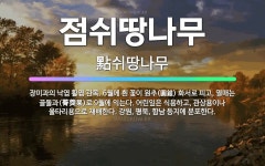 🌟점쉬땅나무: 장미과의 낙엽 활엽 관목. 6월에 흰 꽃이 원추(圓錐) 화서로 피고, 열매는 골돌과(蓇葖果)... - 표준국어대사전